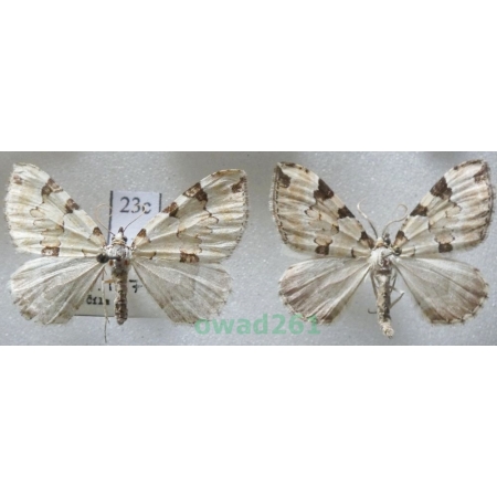Colostygia pectinataria (Knoch, 1781) pair Czech23c